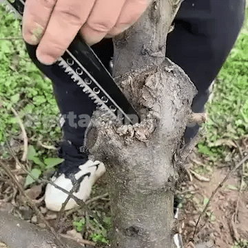 Pasta Profesională pentru Pomii Tăi – VindecaTOT™