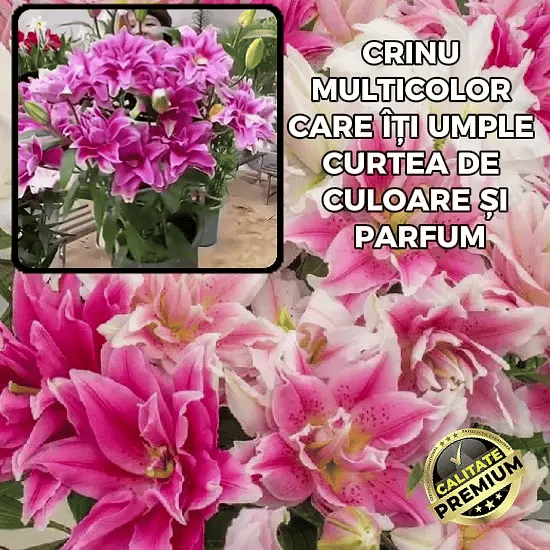 Crini Imperiali Multicolor - CrinLux™