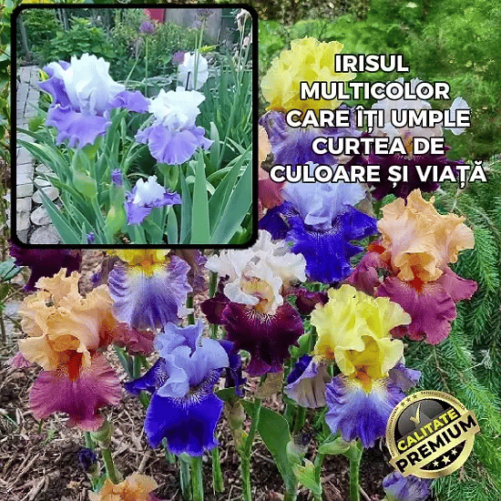 Iris Multicolor - RainbowGarden™