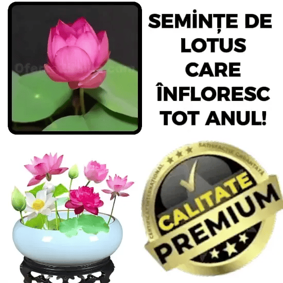 Răsaduri de Lotus MysticLotus™