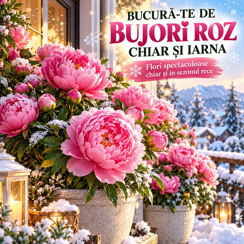 Rădăcină de Bujor pentru Iarnă Frost Peony™
