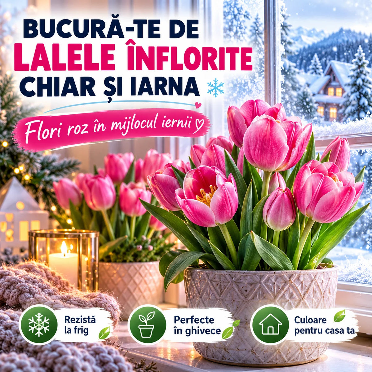 Bulbi de Lalea pentru Iarnă Frost Tulip™