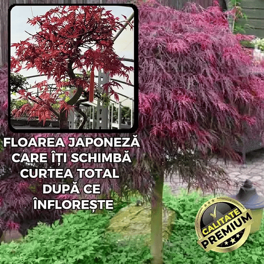 Puiet de Arțar Japonez Roșu - RedLeaf™