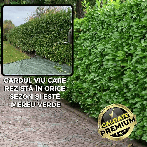 Gard Viu și Verde Tot Anul - GreenWall™