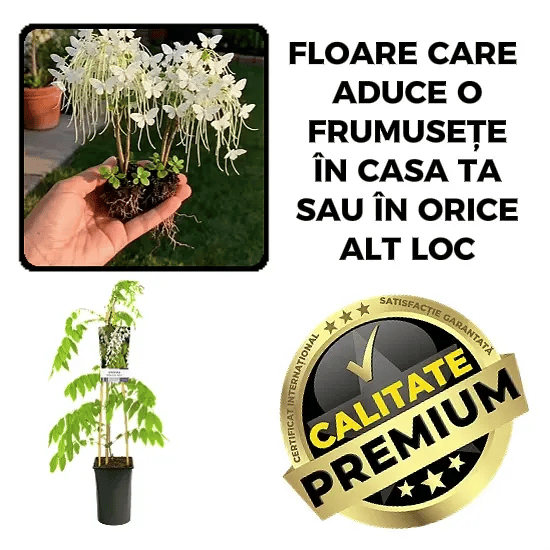 Planta Căţărătoare cu Flori de Poveste - GlicinaAlbă™