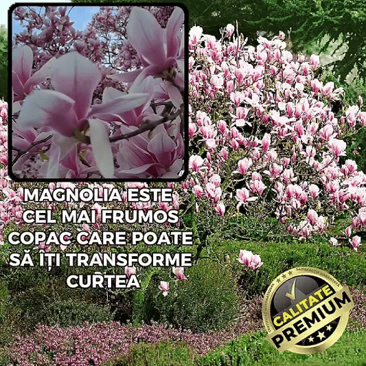 Puiet Magnolie Parfumată Bicoloră - MonPink™