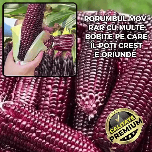Porumb Mov Rar - Morado™