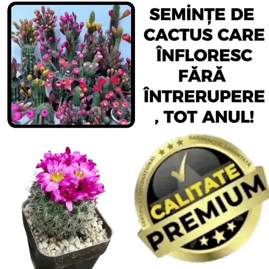 Semințe Cactus Gymnocalycium - CactusGym™