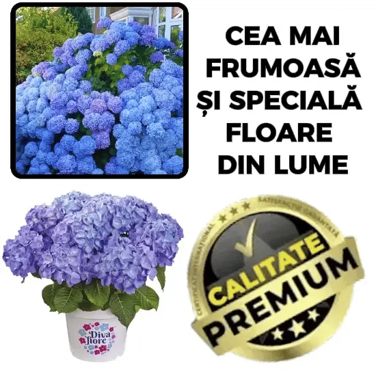 Semințe de Hortensia Fermecată – HortensiiMagic™