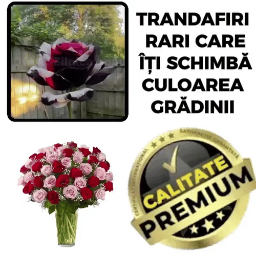 Răsad de Trandafiri Multicolori - RoseMix™