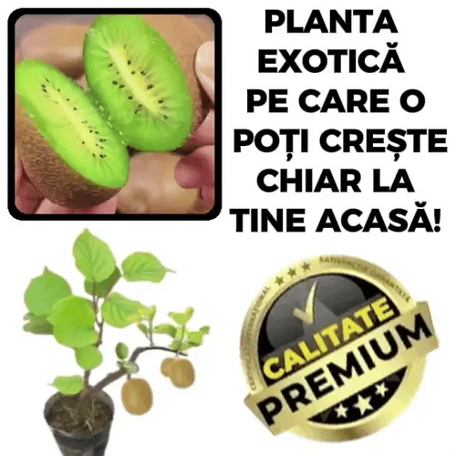 Răsaduri de Kiwi românesc – KiwiGrow™